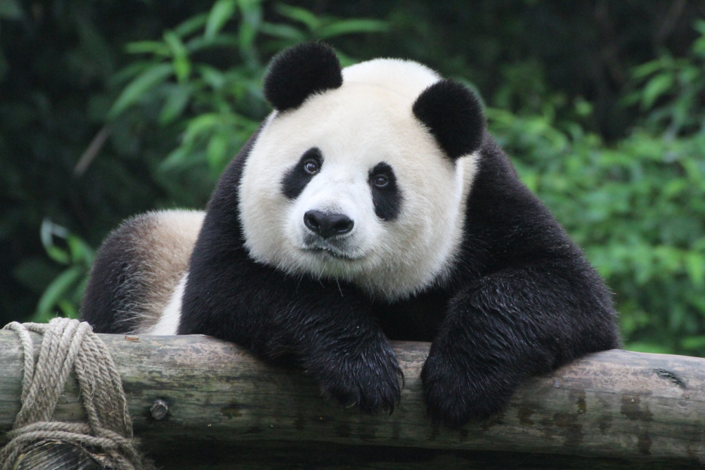 大熊猫主要分布在哪（中国大熊猫主要分布在四川、陕西和甘肃）