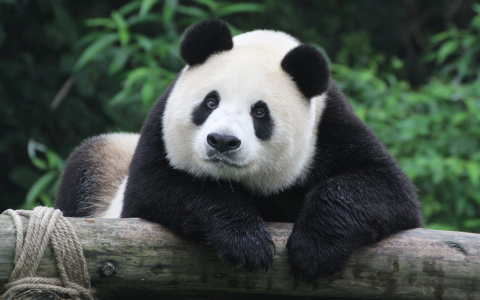 大熊猫主要分布在哪（中国大熊猫主要分布在四川、陕西和甘肃）