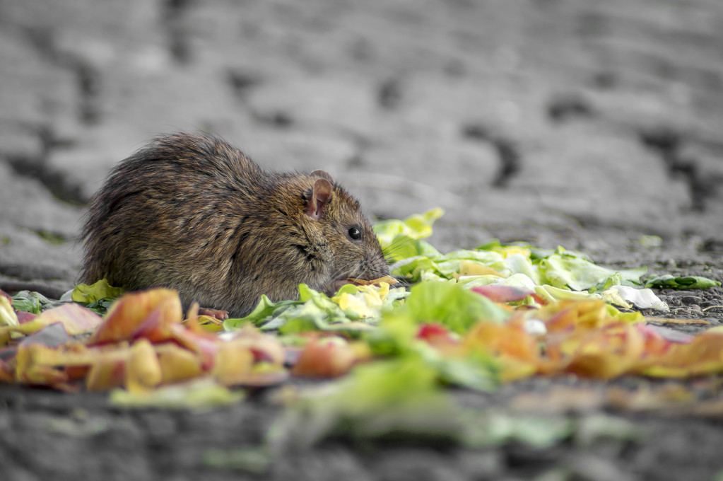 老鼠可以吃不？附老鼠的习性和特点