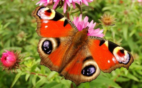 蝴蝶发现花蜜靠什么？一文揭晓蝴蝶的嗅觉和视觉